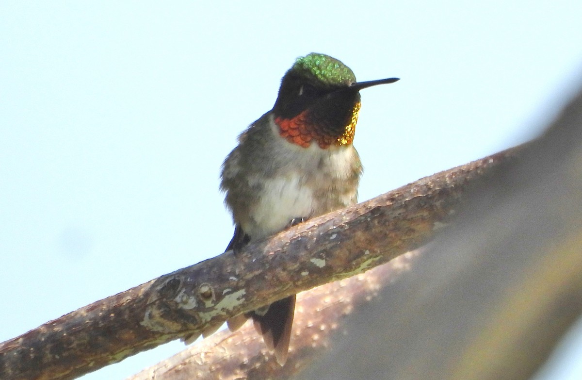 Ruby-throated Hummingbird - Bonnie Heinecke