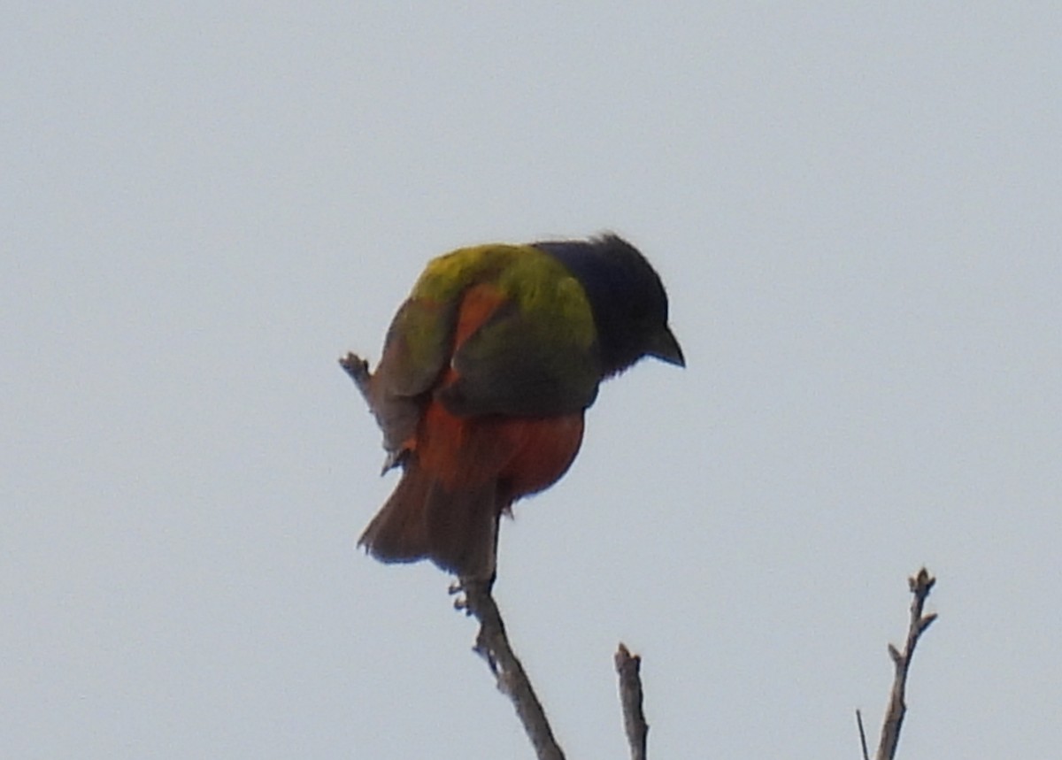 Painted Bunting - Mary K Gardner