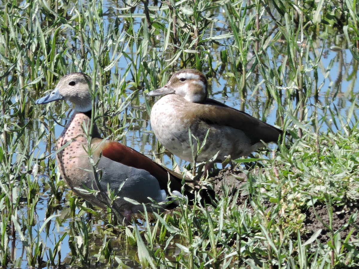 Ringed Teal - Más Aves