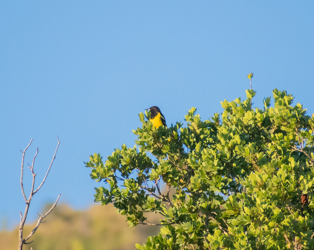 Scott's Oriole - ML619060485