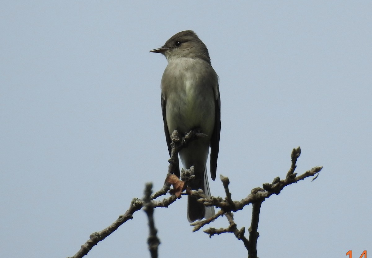 Western Wood-Pewee - klaus emmaneel