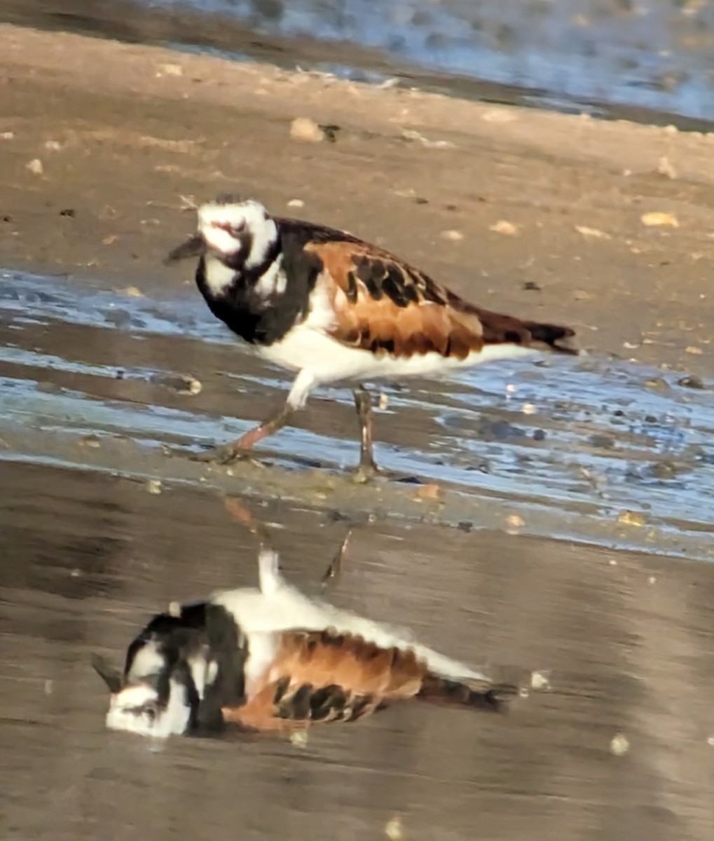 Ruddy Turnstone - Steve Valasek