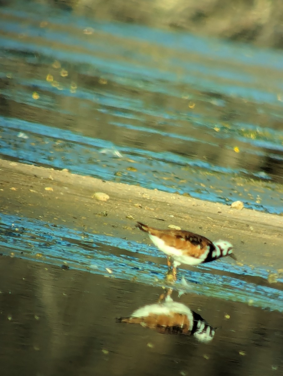 Ruddy Turnstone - Steve Valasek