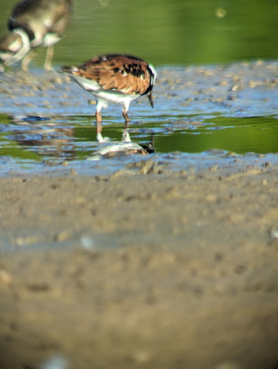 Ruddy Turnstone - Steve Valasek