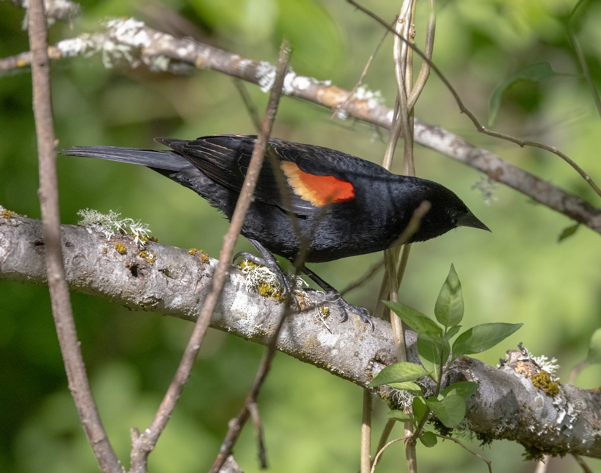 Red-winged Blackbird - ML619060529