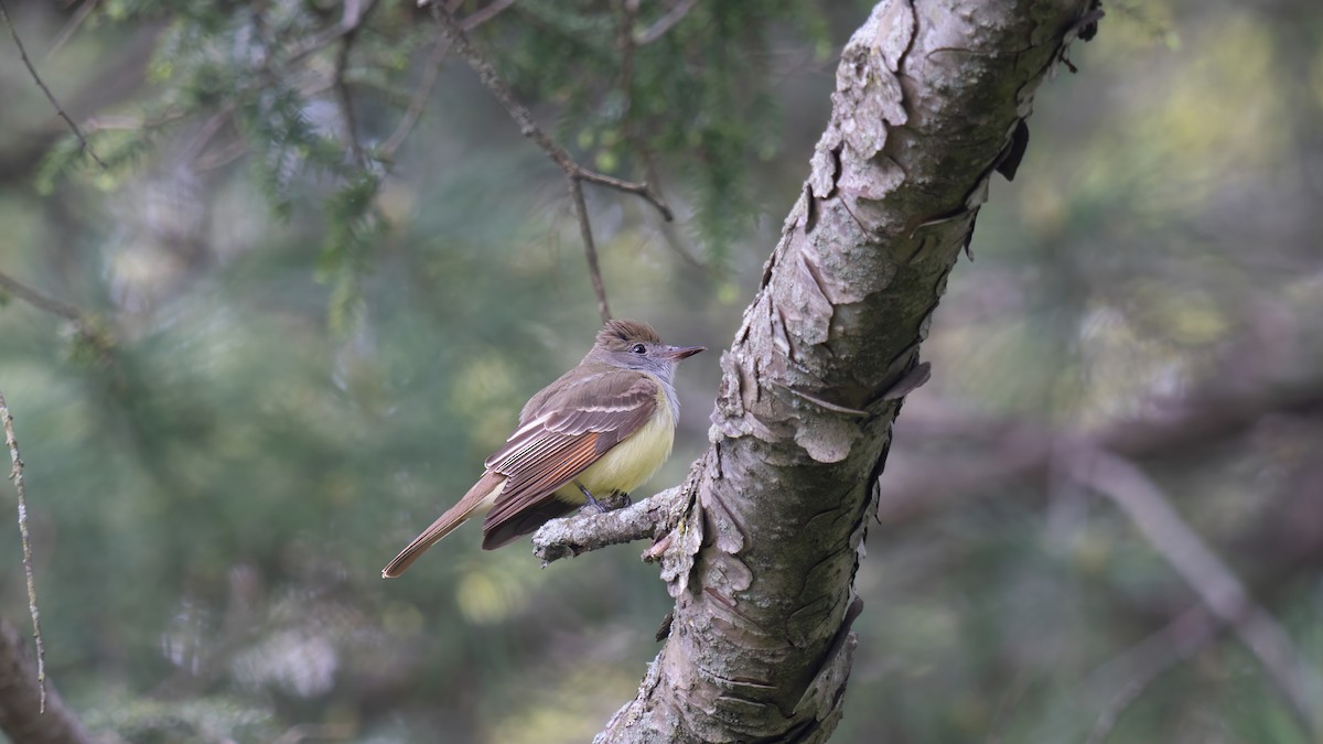 Great Crested Flycatcher - Tianshuo Wang