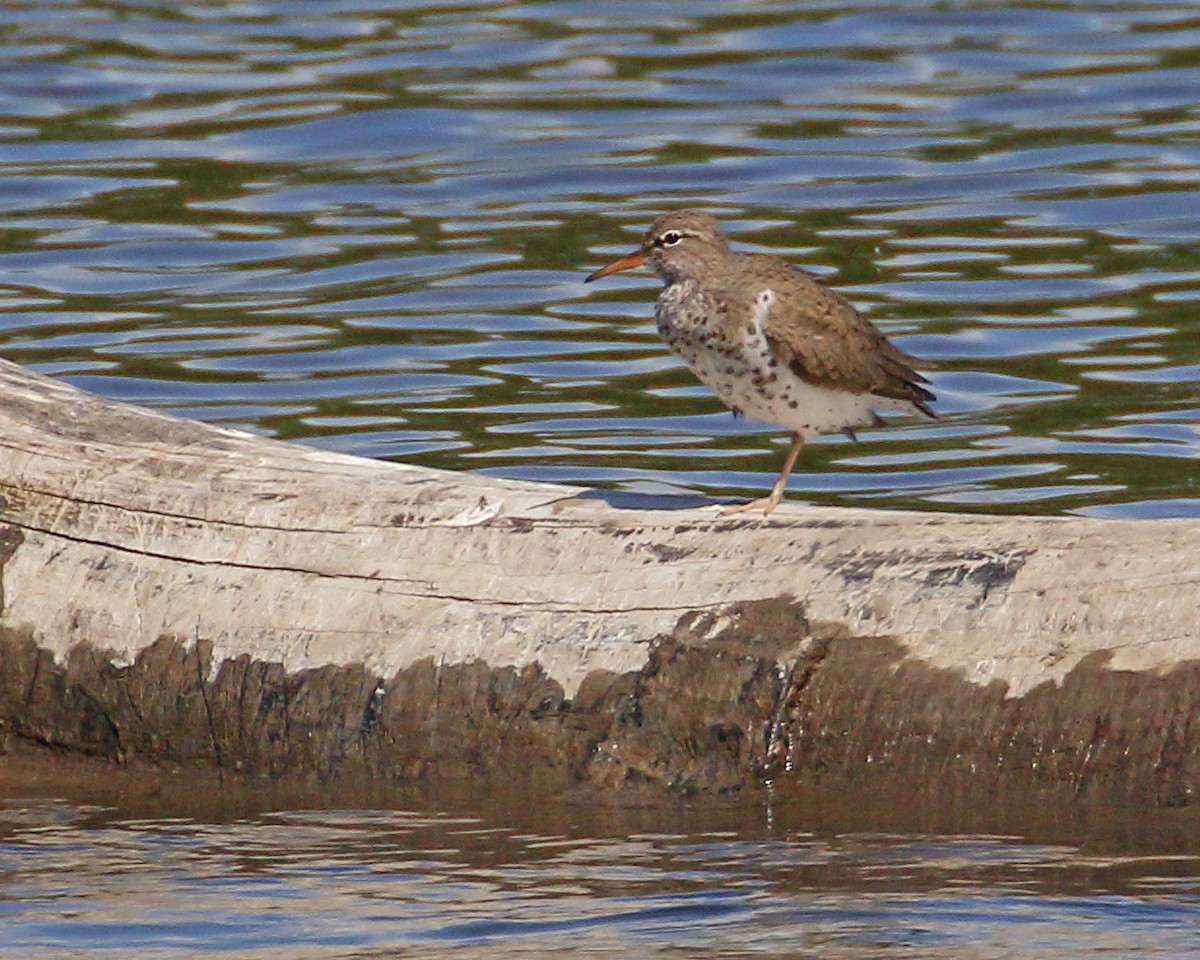 Spotted Sandpiper - ML619060573