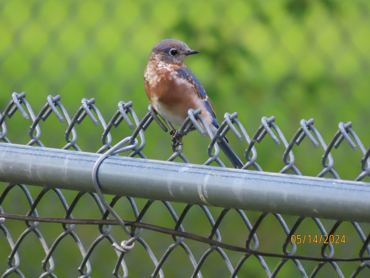 Eastern Bluebird - Susan Leake