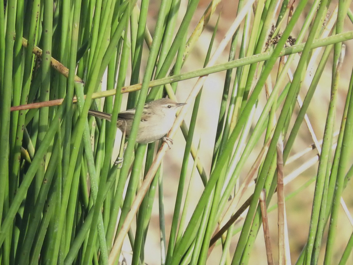 Little Grassbird - Archer Callaway