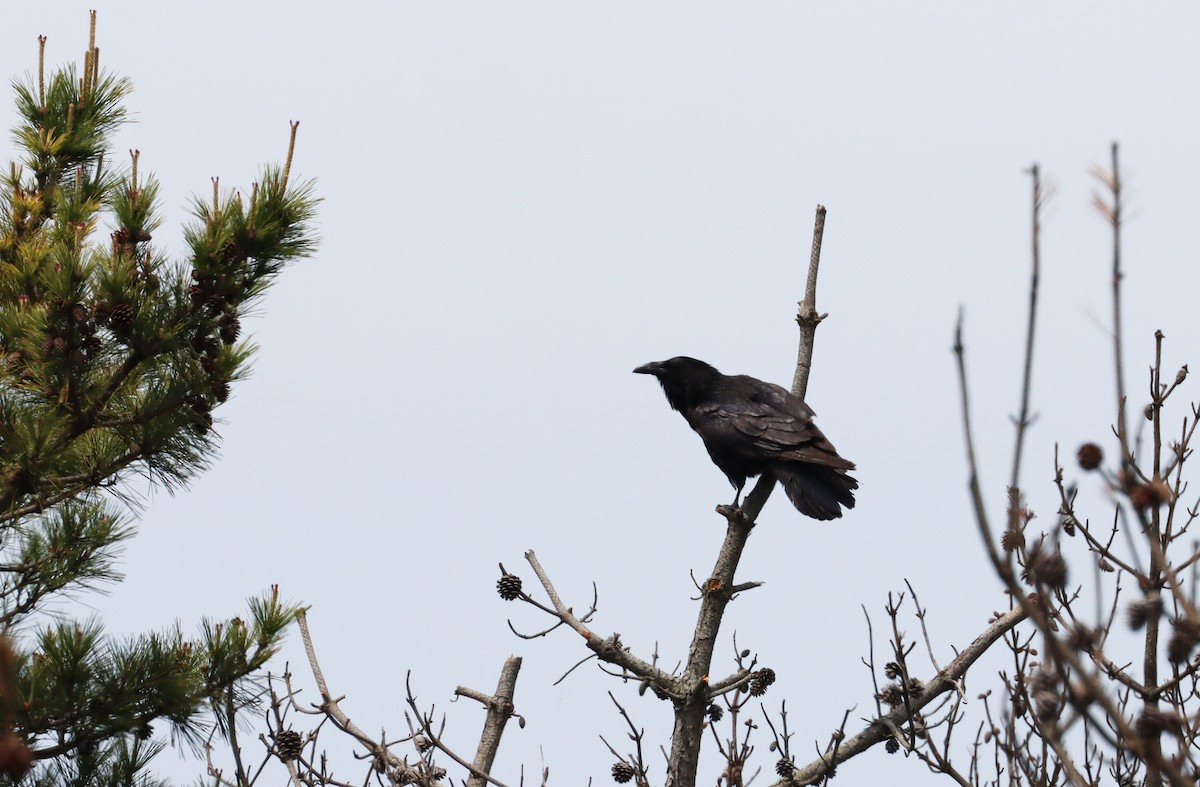 Common Raven - ML619060595