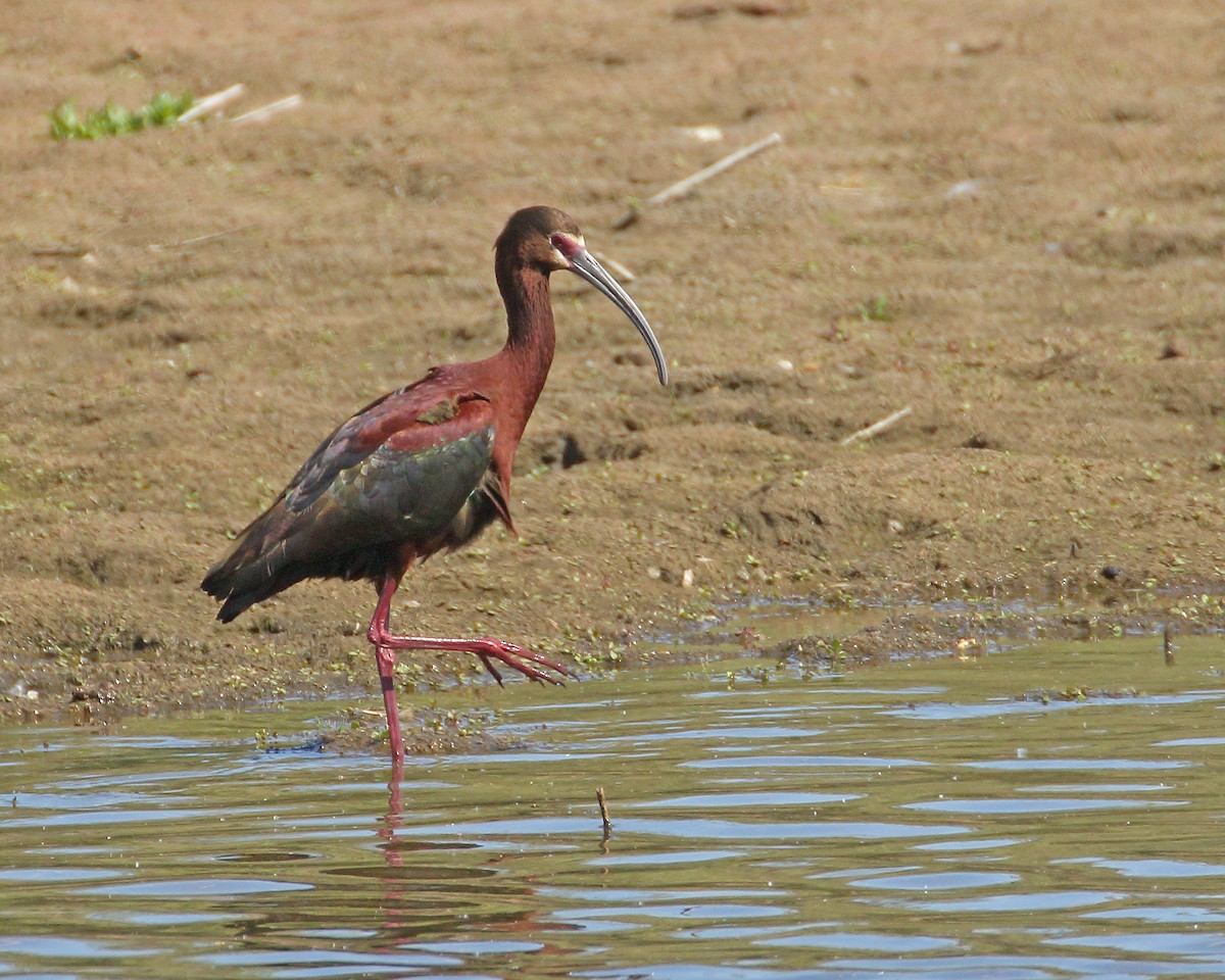 Ibis à face blanche - ML619060599