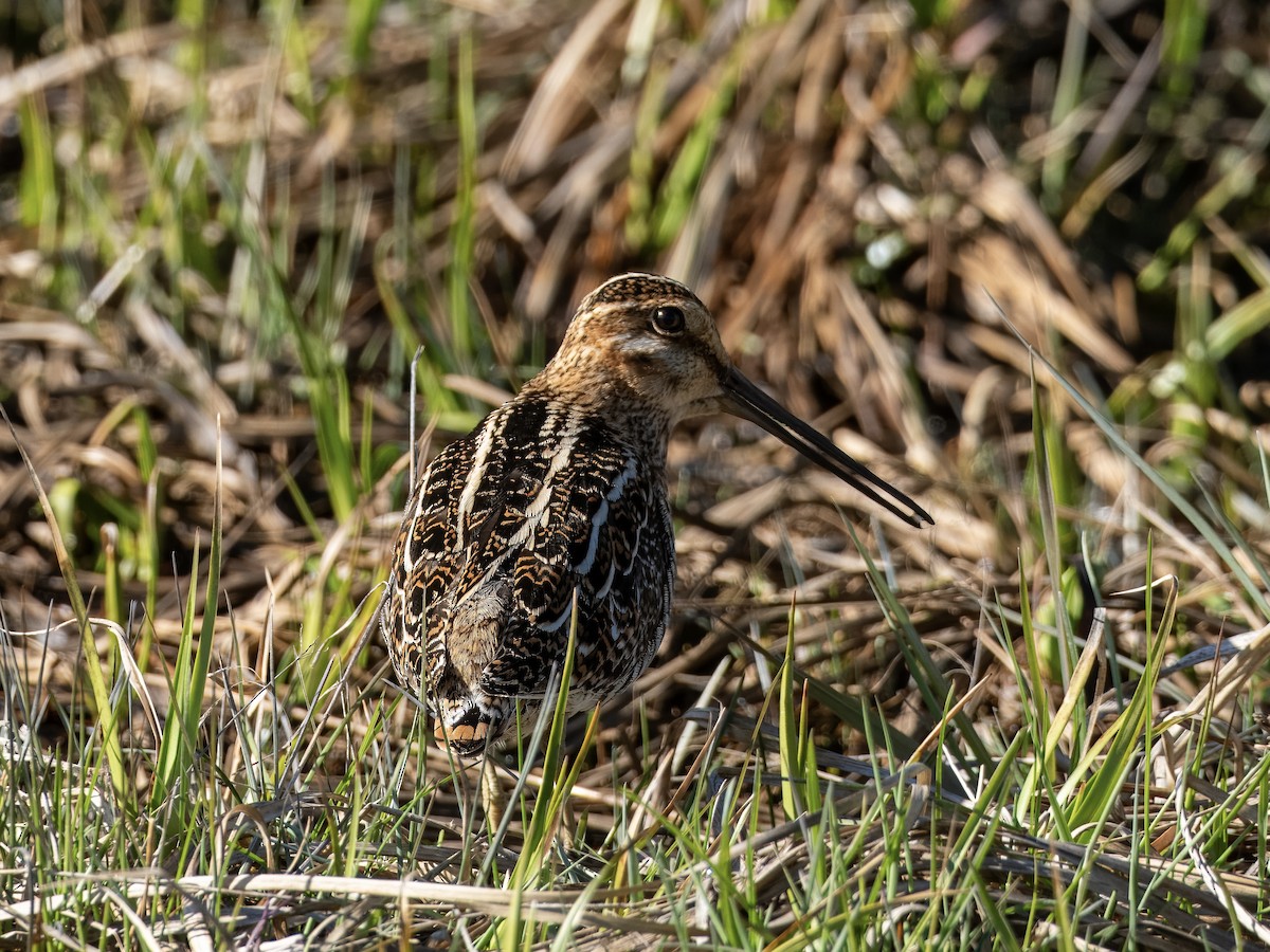 indianerbekkasin - ML619060604