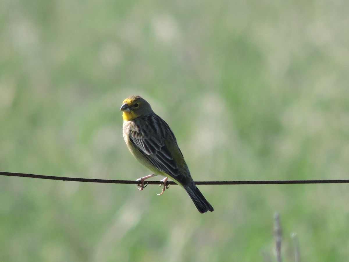 Grassland Yellow-Finch - Más Aves