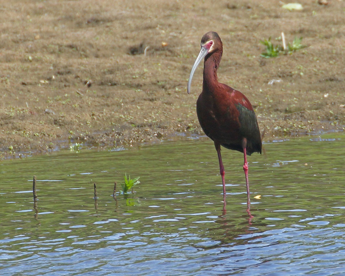 Ibis à face blanche - ML619060628