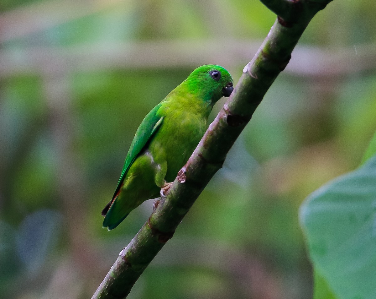 Blue-crowned Hanging-Parrot - Neoh Hor Kee