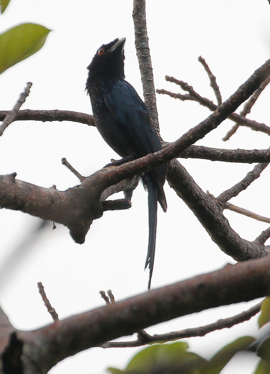 Greater Racket-tailed Drongo - Neoh Hor Kee