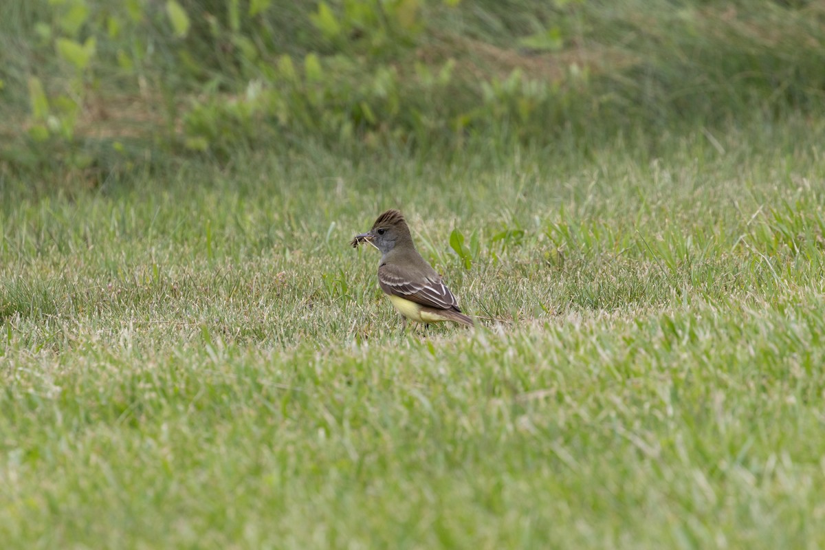 Great Crested Flycatcher - gary harvey