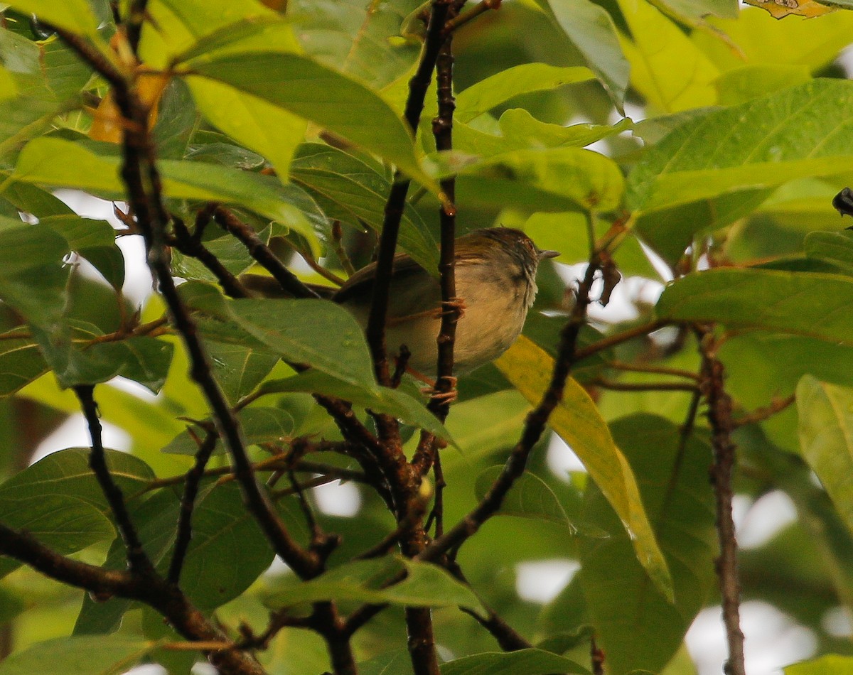 Rotstirn-Schneidervogel - ML619060662