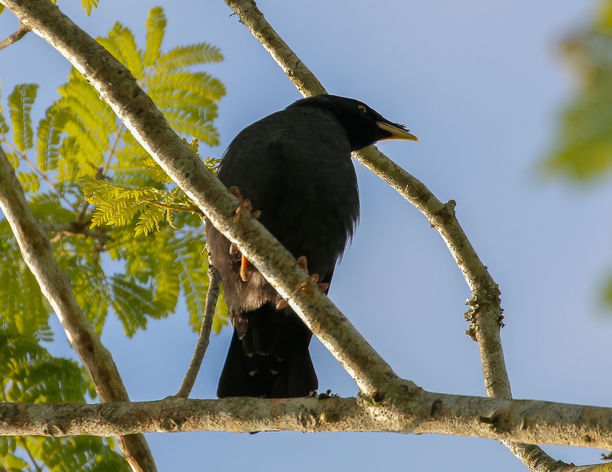 Crested Myna - ML619060673