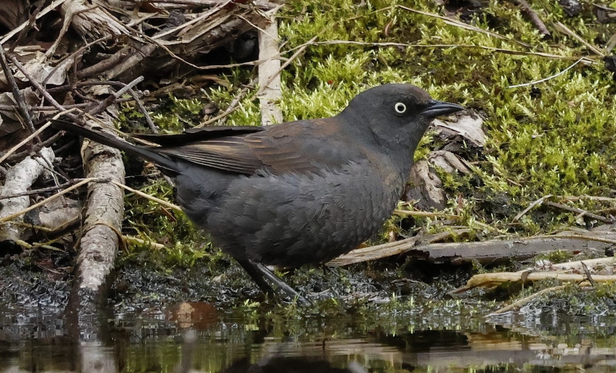 Rusty Blackbird - Jean-Pierre Gagné