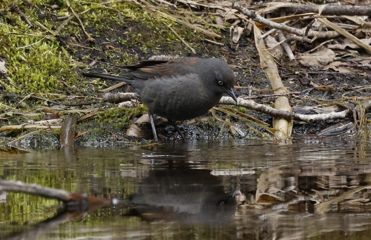 Rusty Blackbird - Jean-Pierre Gagné