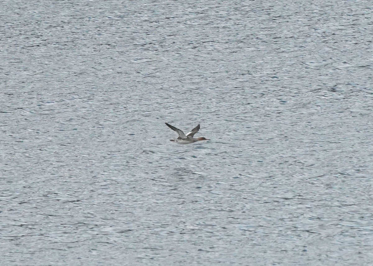 Red-breasted Merganser - ML619060693