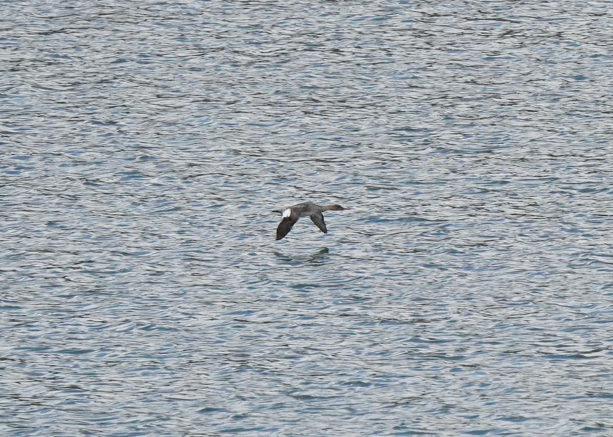 Red-breasted Merganser - ML619060694