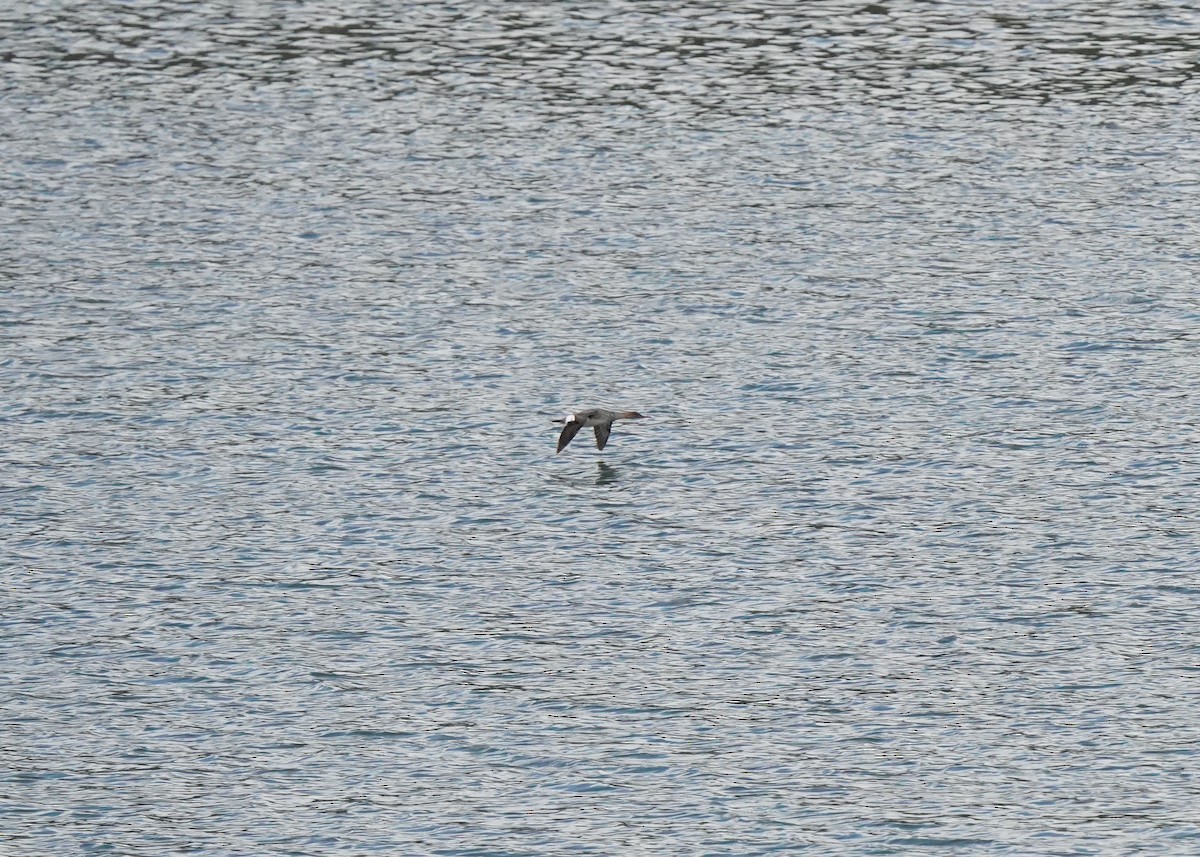 Red-breasted Merganser - ML619060695