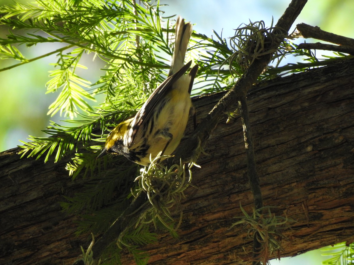 Black-throated Green Warbler - Joseph Aubert