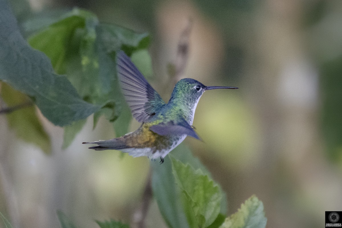 Andean Emerald - Carlos Andrés Gómez Morales