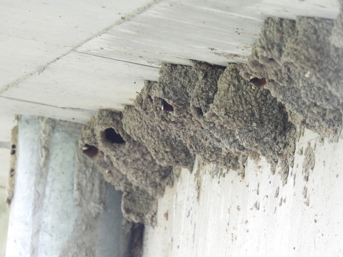 Cliff Swallow - Janet Sippel