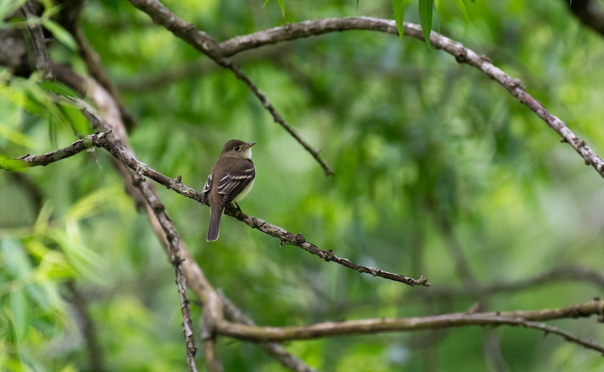 Alder Flycatcher - David Miller