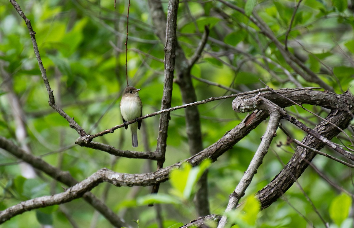 Alder Flycatcher - ML619060747