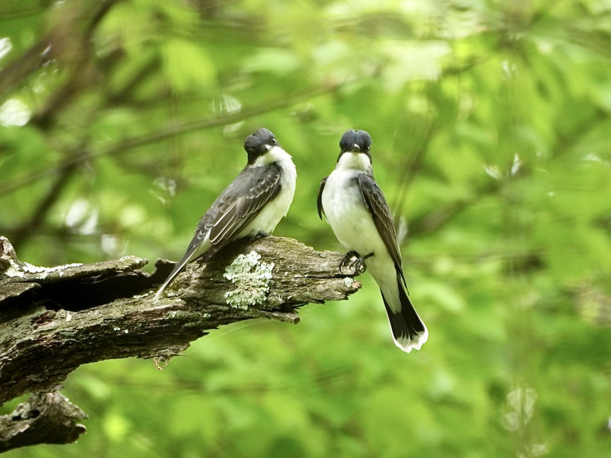 Eastern Kingbird - ML619060761