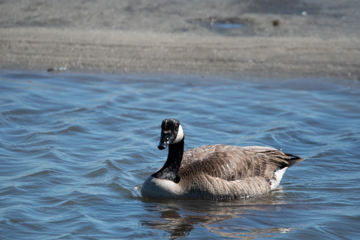 Canada Goose - Chris Camarote