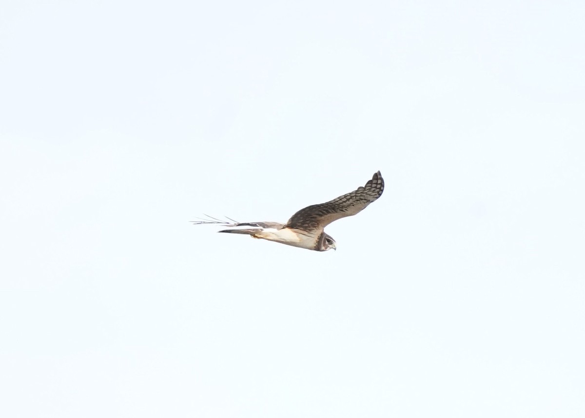 Northern Harrier - ML619060781