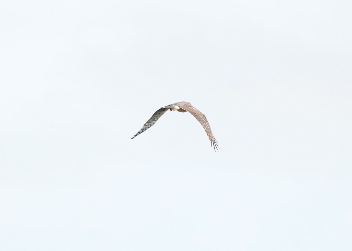 Northern Harrier - ML619060783