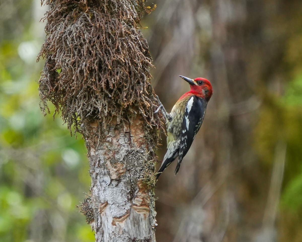 Red-breasted Sapsucker - ML619060798