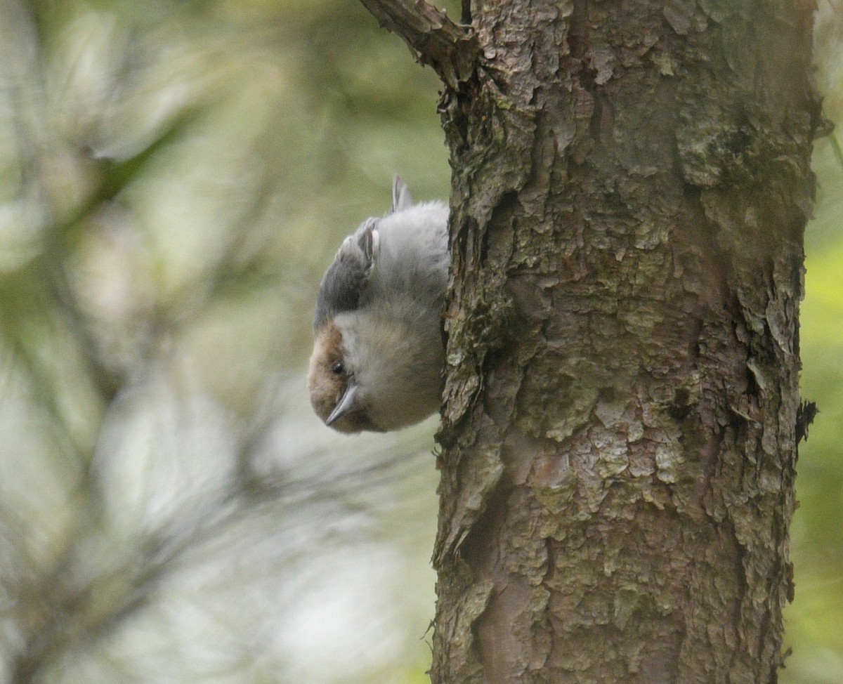 Brown-headed Nuthatch - Margaret Poethig