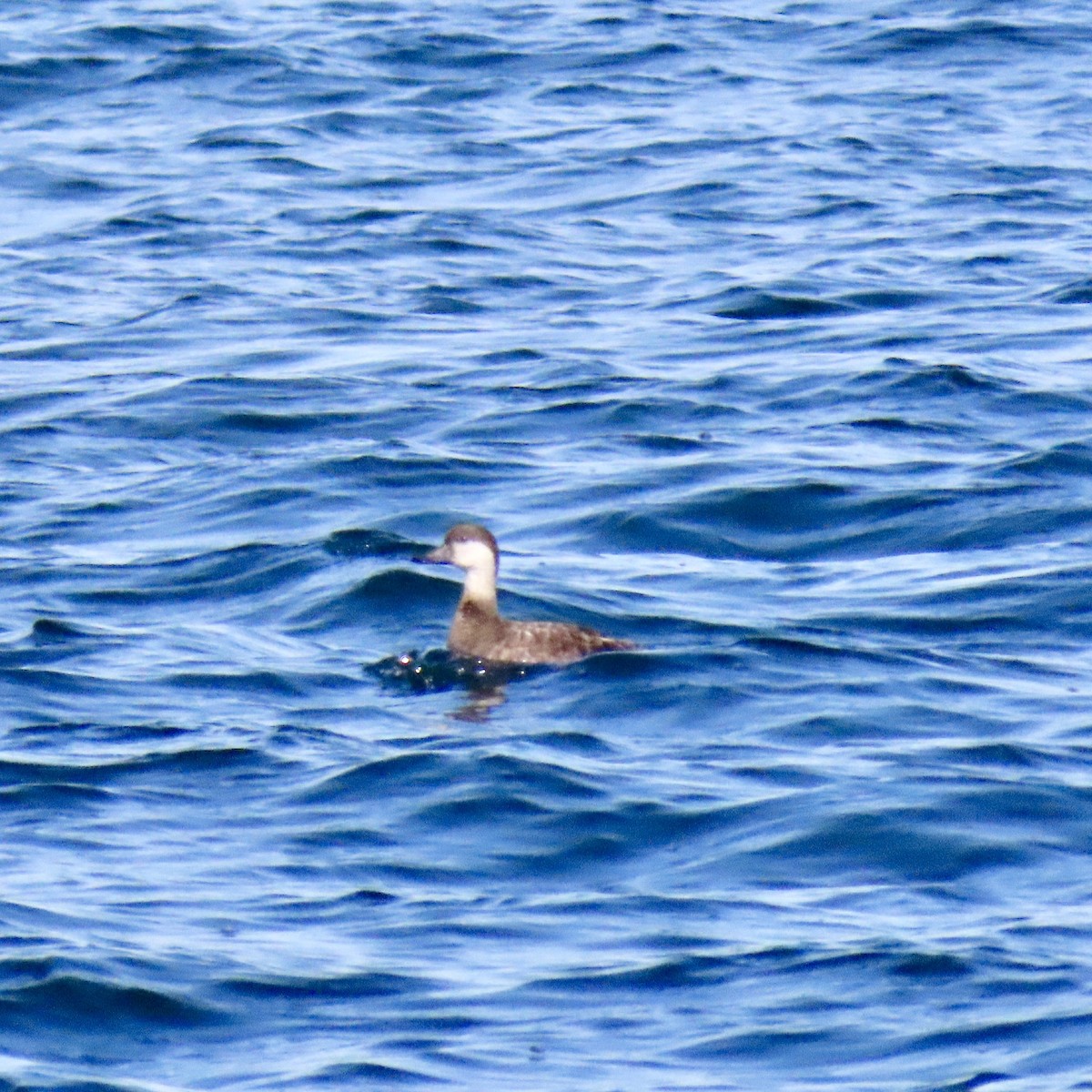 Black Scoter - ML619060804