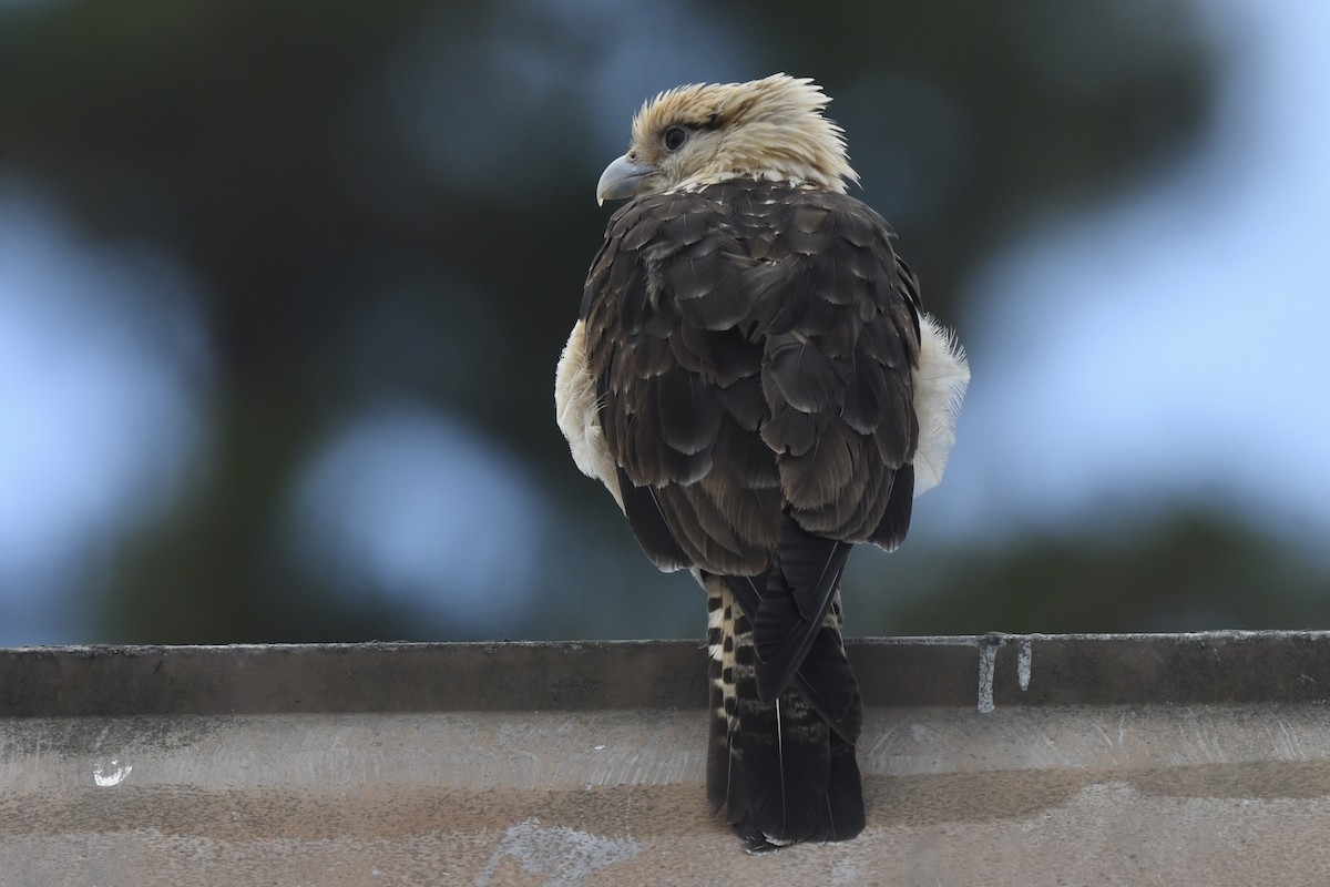 Yellow-headed Caracara - Loren Wright