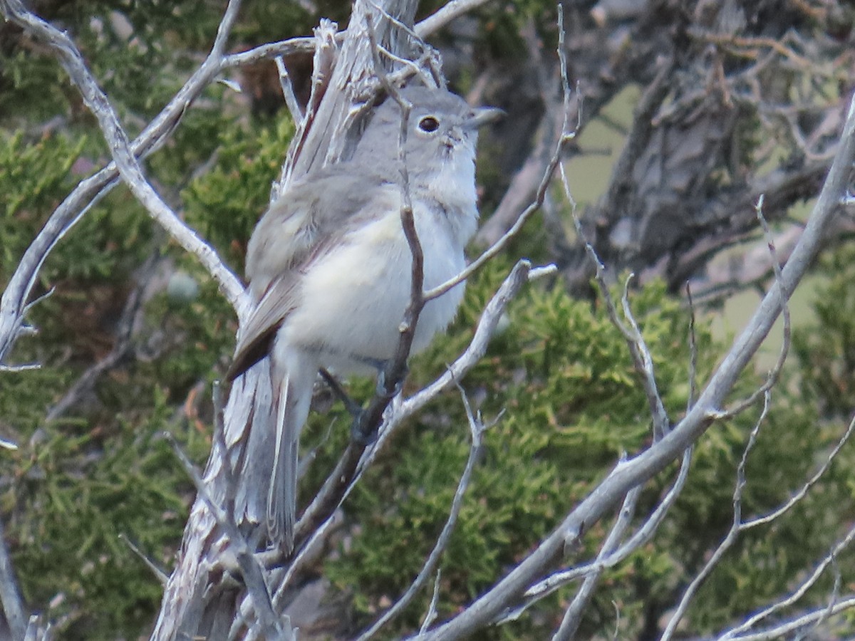 Gray Vireo - Bryant Olsen