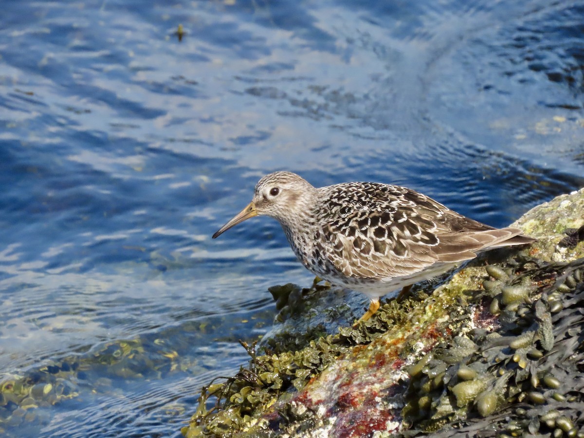 Purple Sandpiper - ML619060846