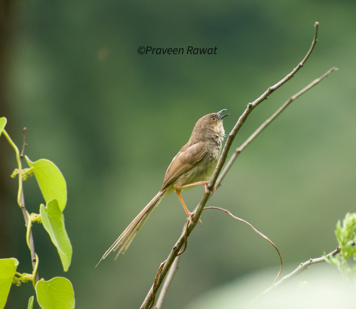 Himalayan Prinia - Praveen rawat