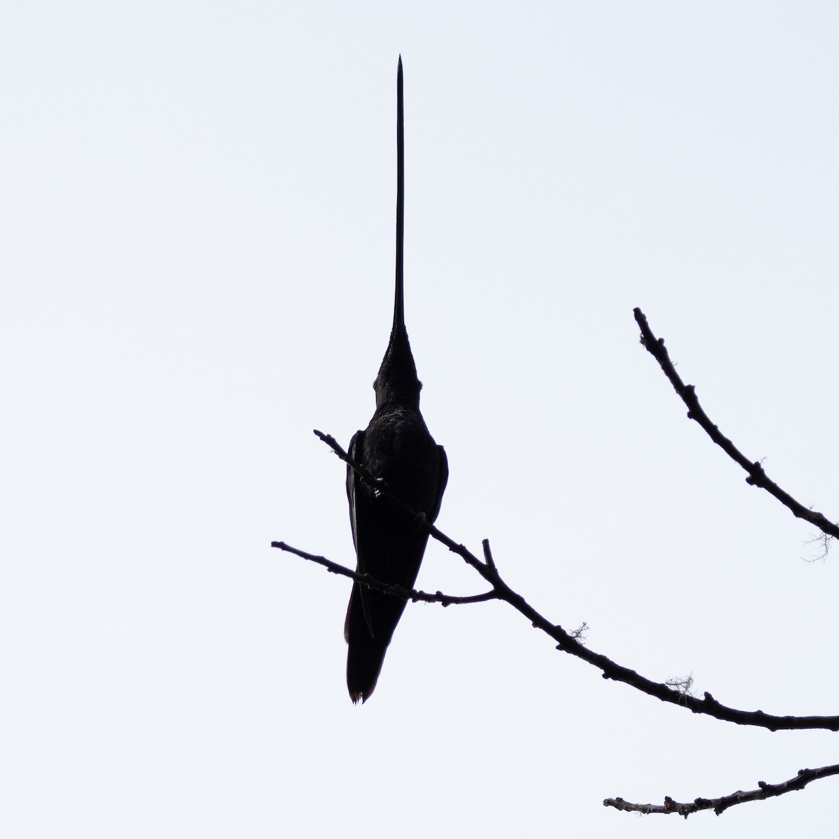 Sword-billed Hummingbird - Martin Mejía