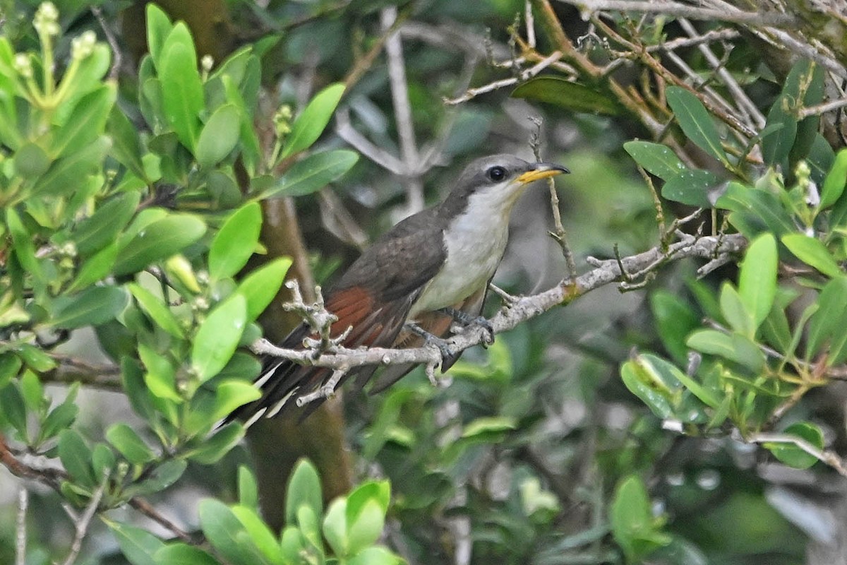 Yellow-billed Cuckoo - ML619060871