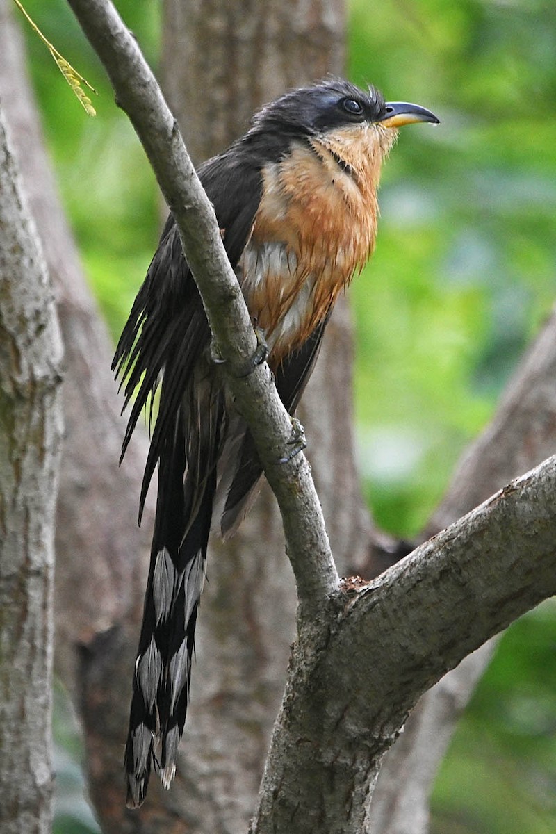 Mangrove Cuckoo - Troy Hibbitts