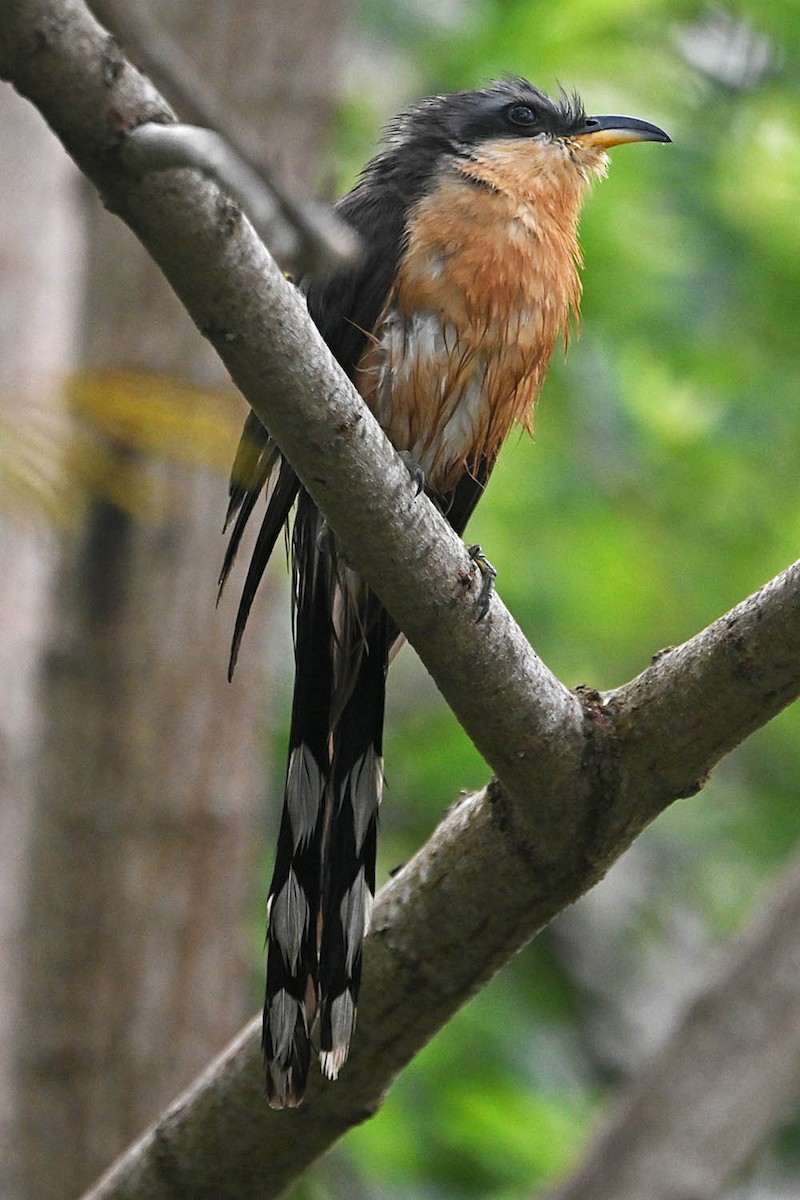 Mangrove Cuckoo - Troy Hibbitts