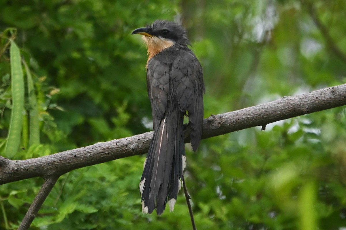 Mangrove Cuckoo - ML619060892