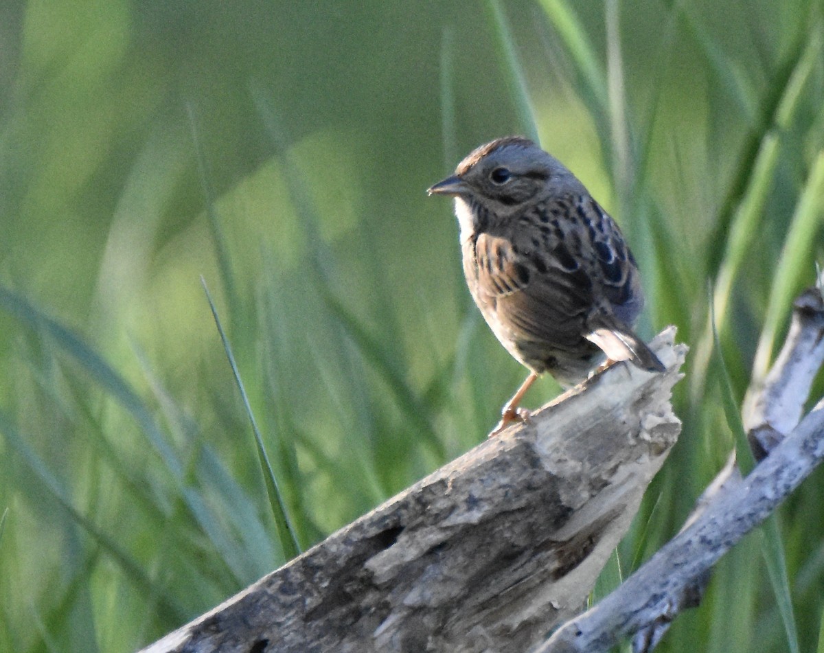 Lincoln's Sparrow - Juniper F